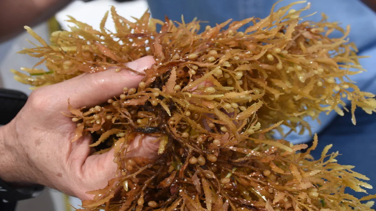 Sargazo en punta cana