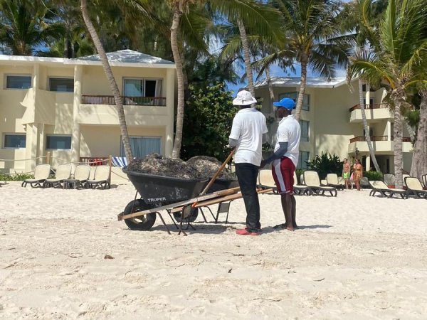 sargazo en punta cana republica dominicana