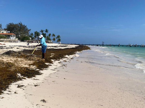 sargazo en punta cana