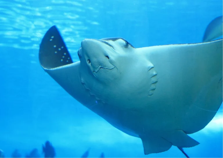 Tiburones y Rayas en Punta Cana: Guía para Aventuras Marinas